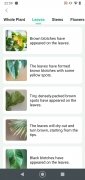 Plant Parent image 3 Thumbnail